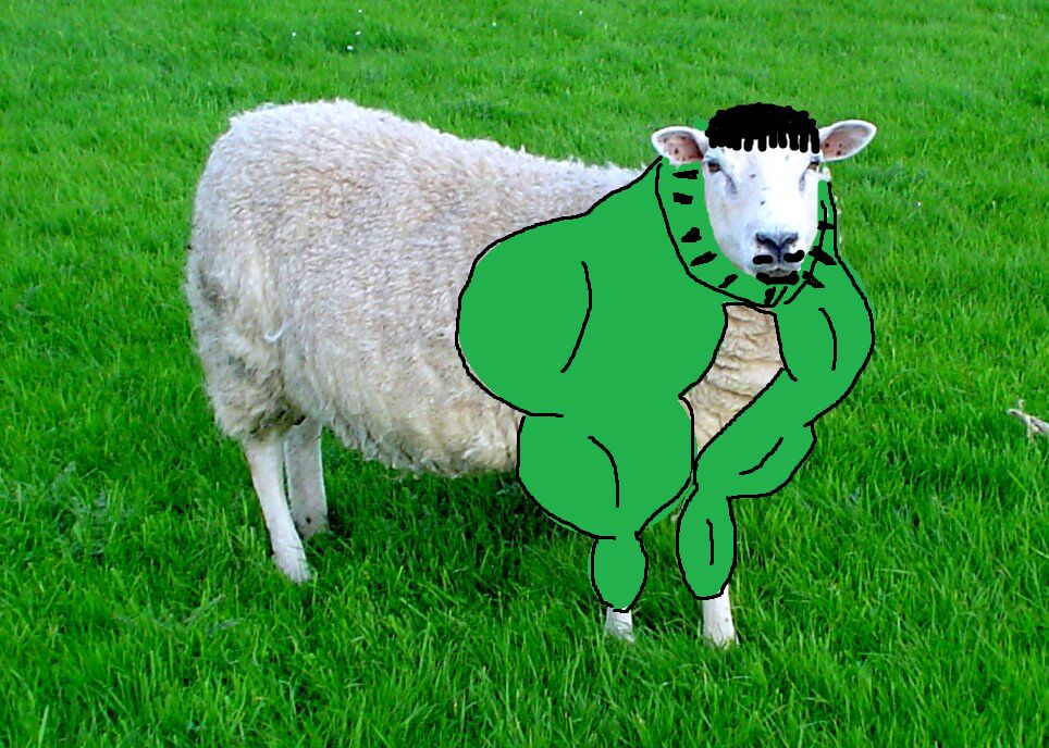 Tiedosto:Käärijä lammas.jpg