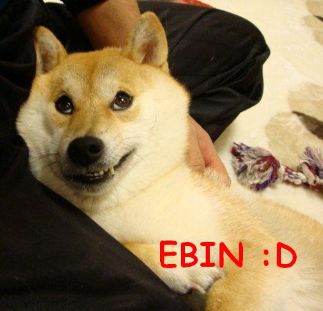 Tiedosto:Ebin-doge.jpg