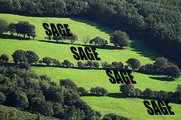 Tiedosto:Sage menee joka peltoon.jpg
